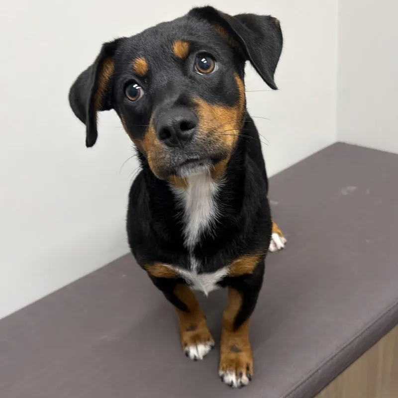 A baby medium-sized female German Shepherd Dog dog named Bahama for adoption in Libertyville, IL
