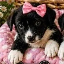 A baby small-sized female Black Labrador Retriever dog named Willow for adoption in Lenoir, NC