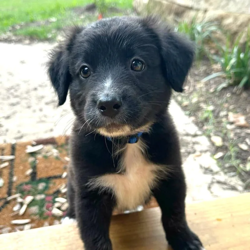 A baby small-sized male Black Australian Shepherd dog named Elmer for adoption in Boerne, TX