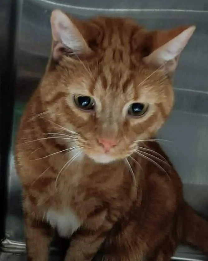 An adult large-sized male Tabby (Orange / Red) Domestic Short Hair cat named Carmen for adoption in Springfield, IL