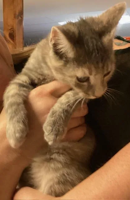 A baby medium-sized female Tabby (Gray / Blue / Silver) Domestic Short Hair cat named Argyll for adoption in Lemoyne, PA
