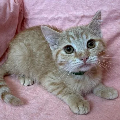 A baby small-sized female Domestic Short Hair cat named Coco for adoption in Janesville, WI