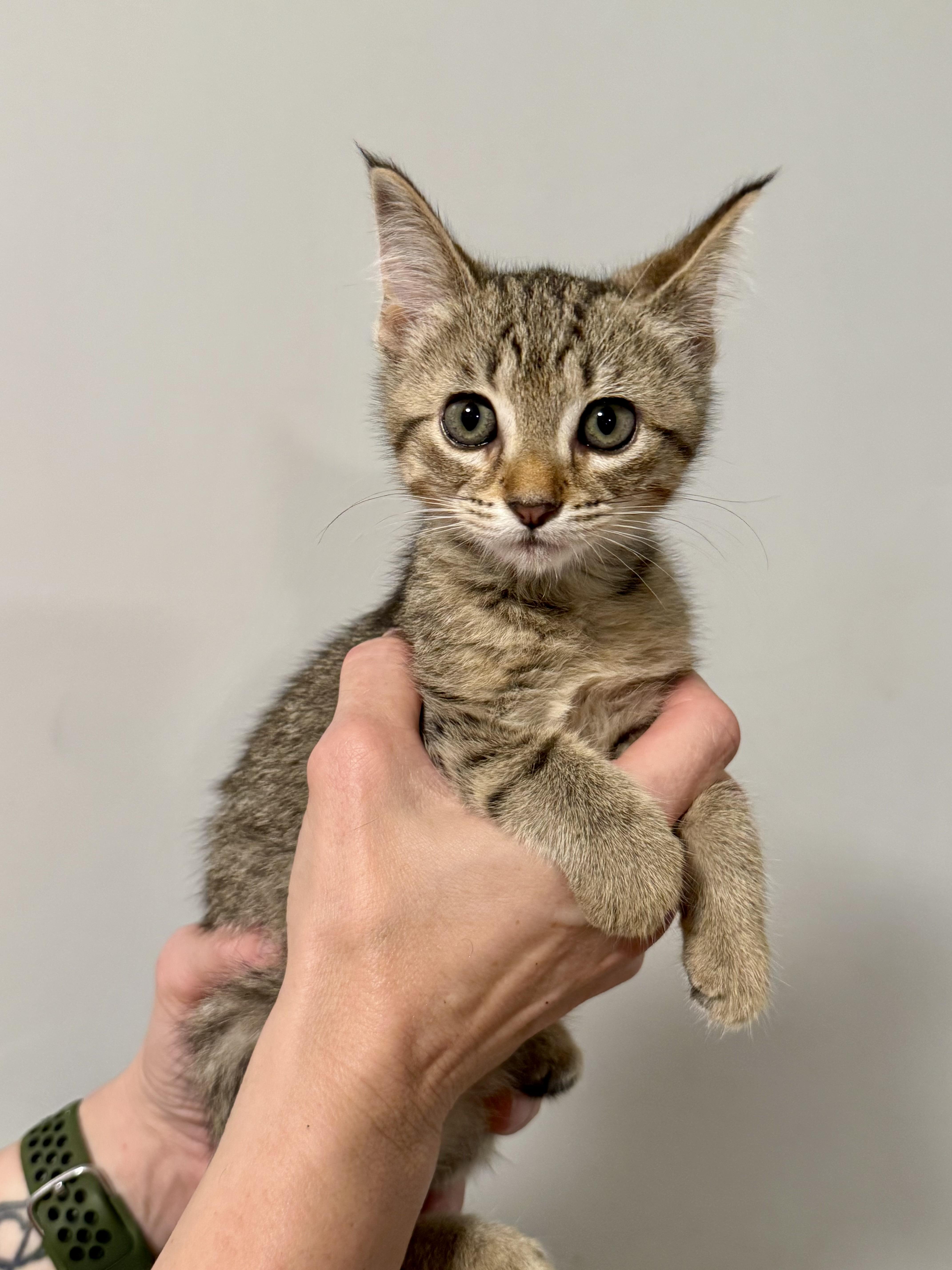 A baby small-sized female Tabby (Gray / Blue / Silver) Domestic Short Hair cat named Jett for adoption in Johnson City, TN