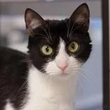 An adult medium-sized female Black & White / Tuxedo Domestic Short Hair cat named Farah for adoption in Hilliard, OH