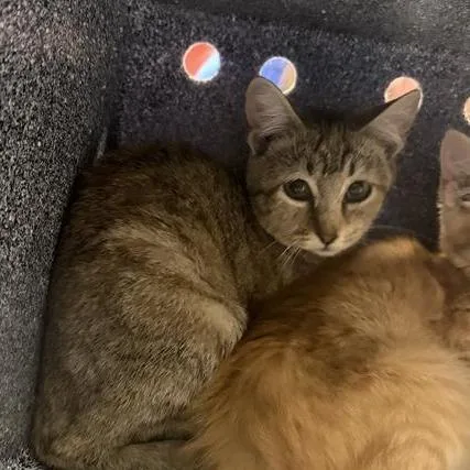A baby small-sized female Torbie Domestic Short Hair cat named French Bread for adoption in Greensboro, NC
