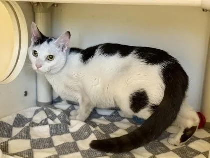 An adult small-sized female Black Domestic Short Hair cat named Buccaneer for adoption in Downers Grove, IL