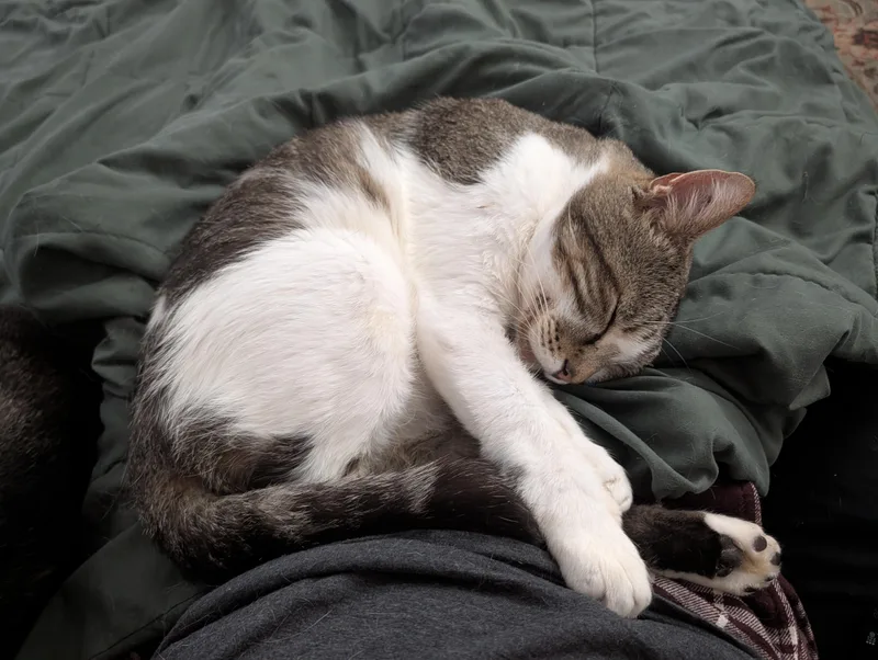 Tom