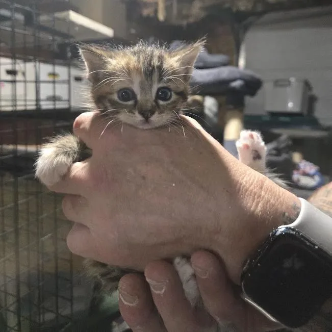 A baby small-sized female Torbie Domestic Short Hair cat named Chisa for adoption in Sioux Falls, SD