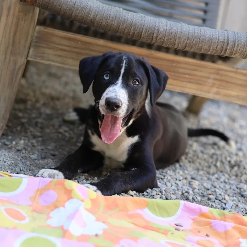 A baby small-sized male Black Terrier dog named Arthur for adoption in Hopkinton, MA