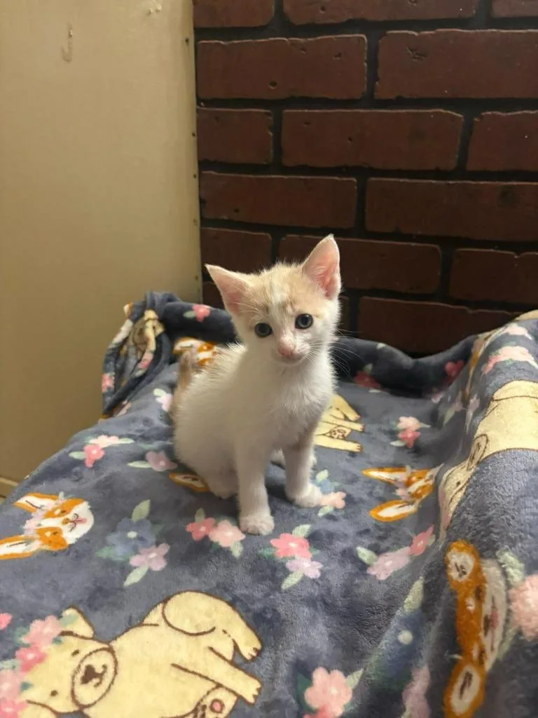 A baby small-sized male Domestic Short Hair cat named Ravioli for adoption in Hillsboro, OH