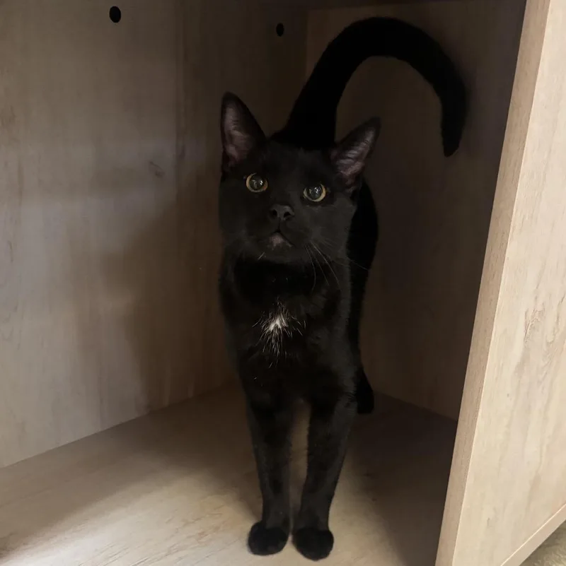 A baby medium-sized male Black Domestic Short Hair cat named Edward Scissorhands At Fat for adoption in Tallahassee, FL