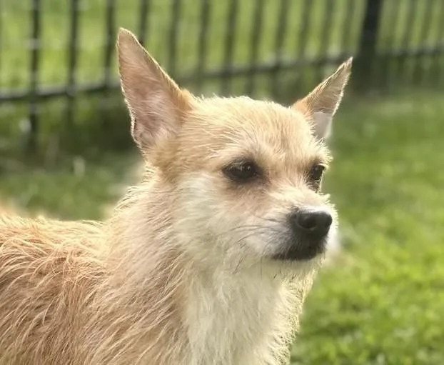 An adult small-sized female Yellow / Tan / Blond / Fawn Wirehaired Terrier dog named Peanut for adoption in Bartlett, IL