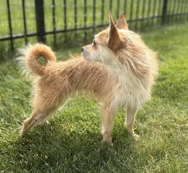 Peanut thumbnail 2