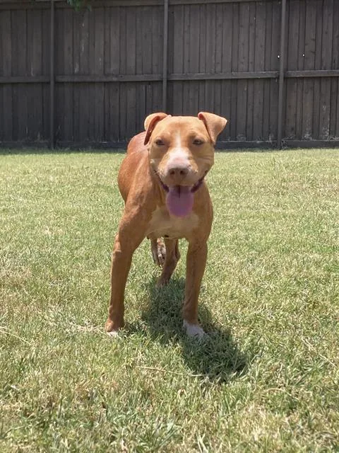 An adult large-sized female Mixed Breed dog named Sweets for adoption in Dallas, TX