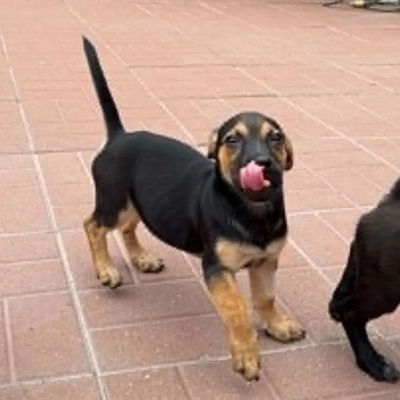 A baby small-sized female Black Chiweenie dog named Autumn for adoption in Spring, TX