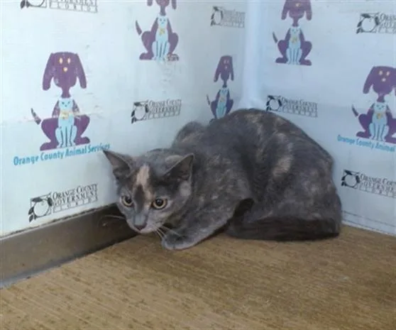 A baby small-sized female Domestic Short Hair cat named Dutchess for adoption in Orlando, FL