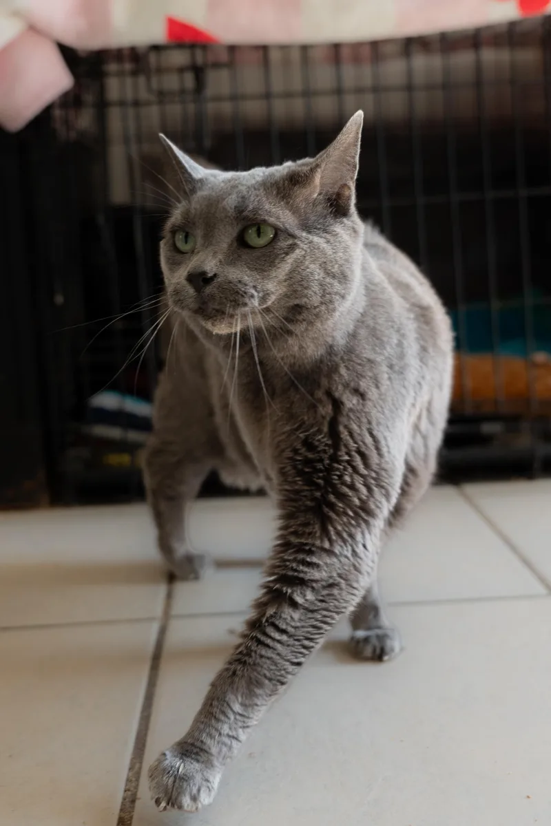 An adult medium-sized female Gray / Blue / Silver Domestic Short Hair cat named Gracie for adoption in Owensboro, KY