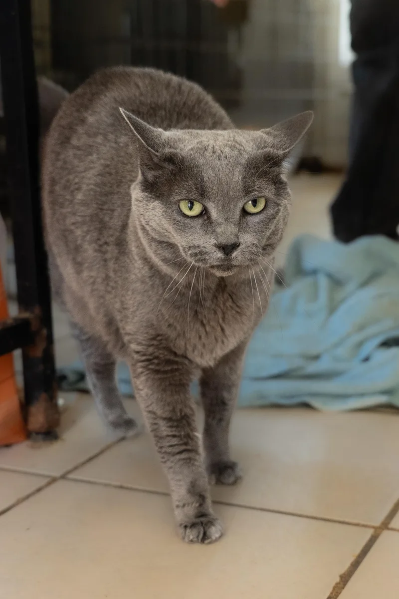 Gracie thumbnail 2