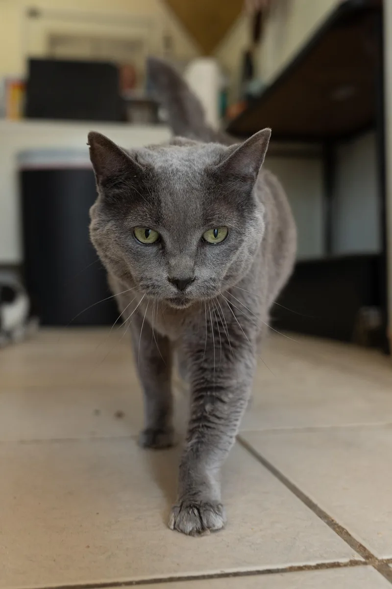 Gracie thumbnail 3