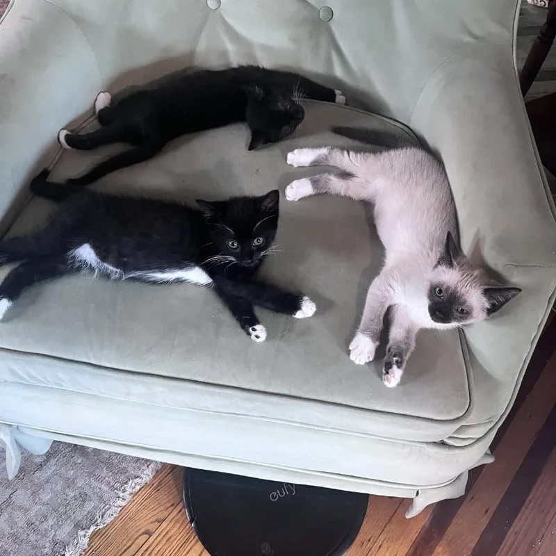 A baby small-sized female Black Domestic Short Hair cat named Large for adoption in Philadelphia, PA