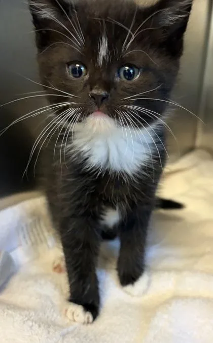 A baby small-sized male Domestic Short Hair cat named Ryanair for adoption in West Chester, PA