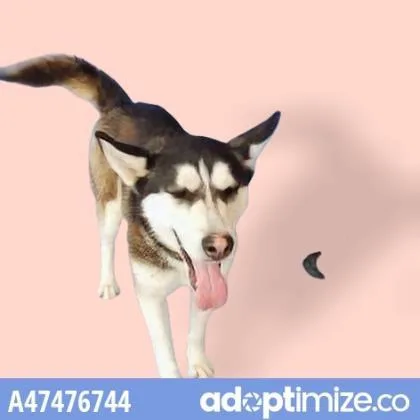 An adult large-sized female Black Siberian Husky dog named Raya for adoption in El Paso, TX