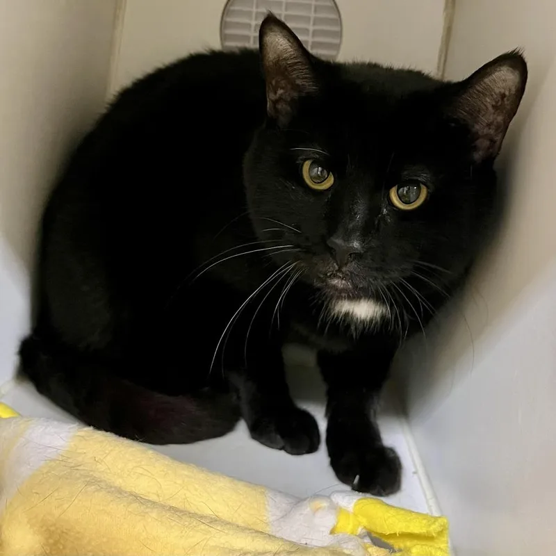 A senior medium-sized male Black Domestic Short Hair cat named Grizzly for adoption in Novelty, OH