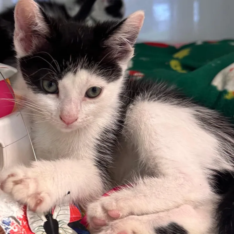 A baby small-sized male Black Domestic Short Hair cat named Chai for adoption in Wheeling, IL