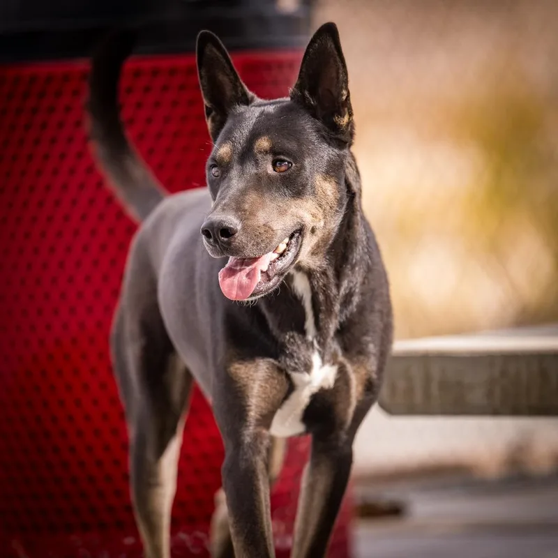 Rex