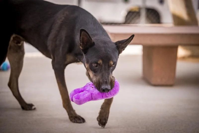 Rex thumbnail 5