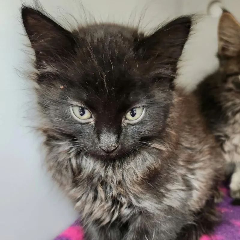 A baby small-sized female Domestic Long Hair cat named Deli for adoption in Leander, TX