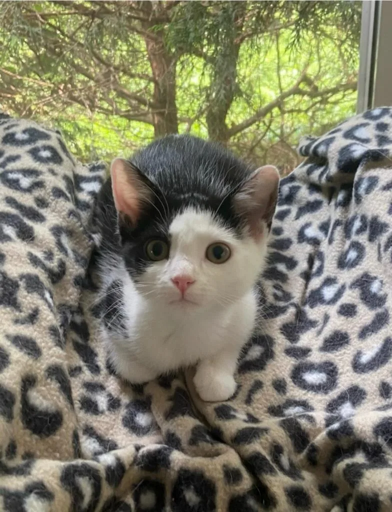 A baby medium-sized female Domestic Short Hair cat named Miranda Lambert for adoption in Lancaster, PA