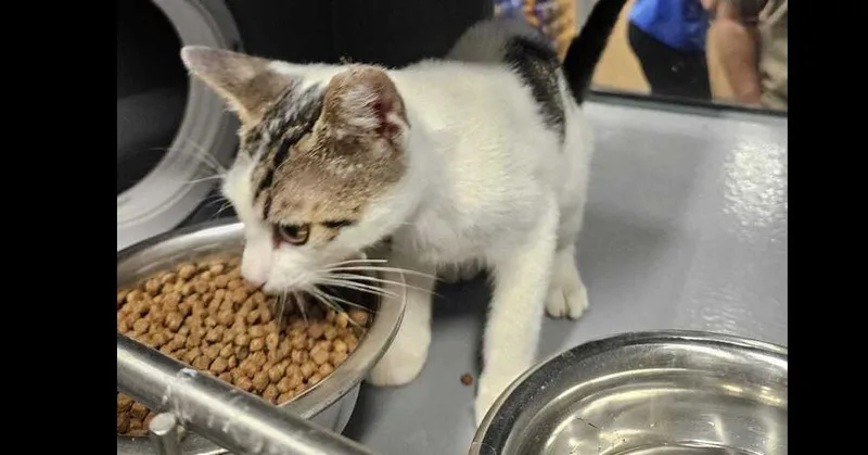 A young small-sized male Gray & White Domestic Short Hair cat named Dali for adoption in Naranjito, PR