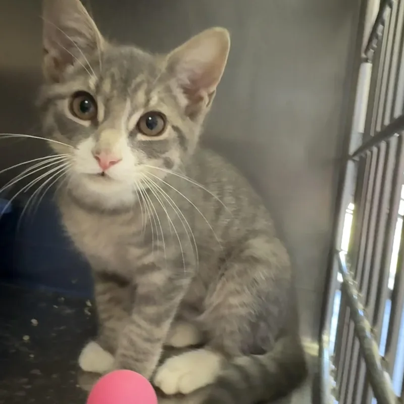A baby medium-sized female Tabby (Gray / Blue / Silver) Domestic Short Hair cat named Jess for adoption in Wantagh, NY