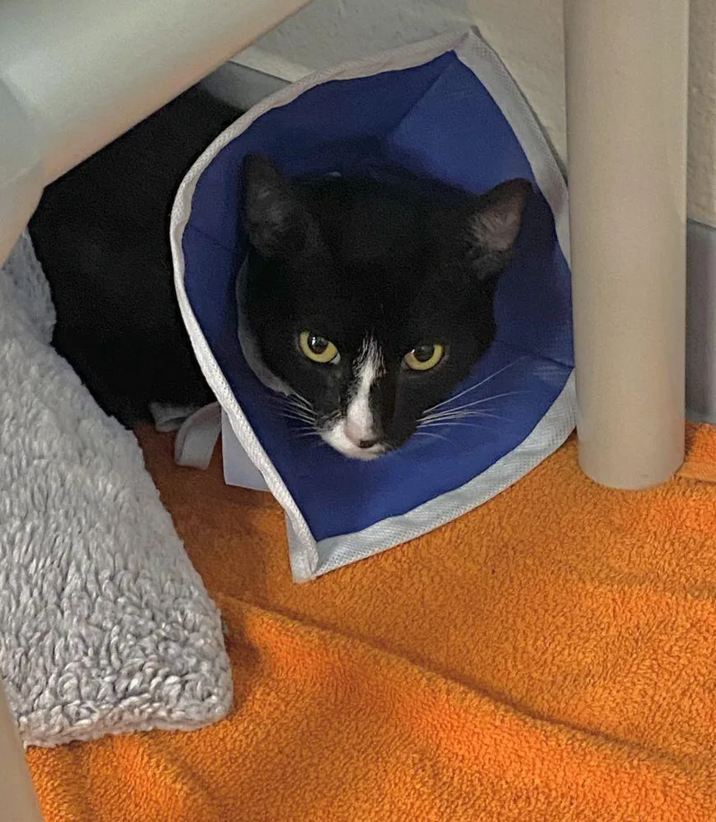 An adult small-sized female Black Domestic Short Hair cat named Marley for adoption in Alexandria, VA