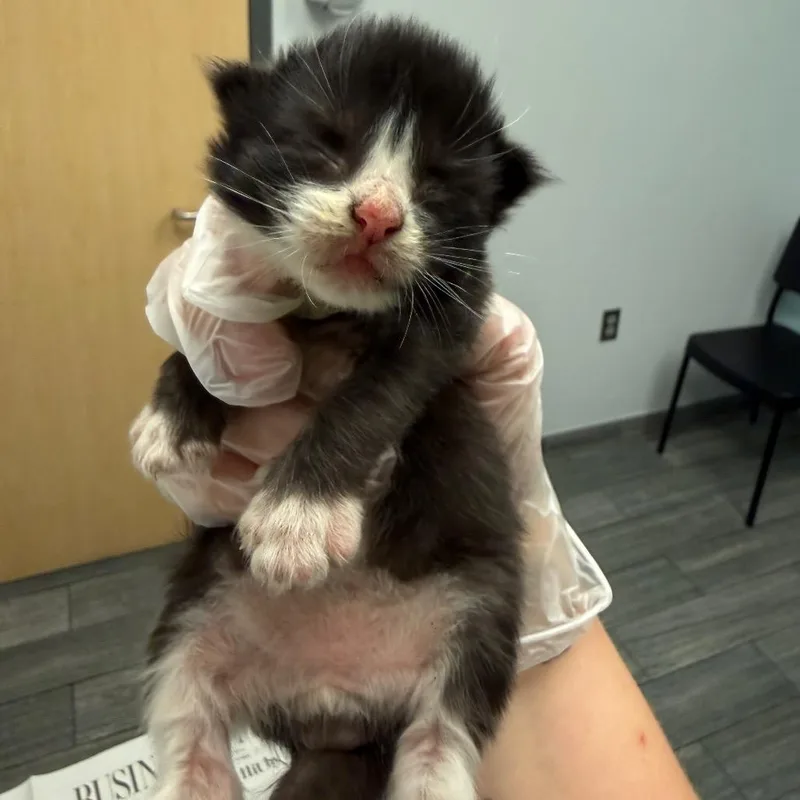 A baby small-sized male Black Domestic Short Hair cat named Jt for adoption in Jacksonville, FL