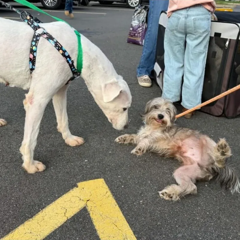 A young small-sized male Shih Tzu dog named Westbrook for adoption in Philadelphia, PA