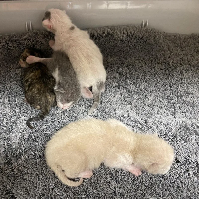 A baby small-sized male White Domestic Short Hair cat named Hook for adoption in Westminster, CA