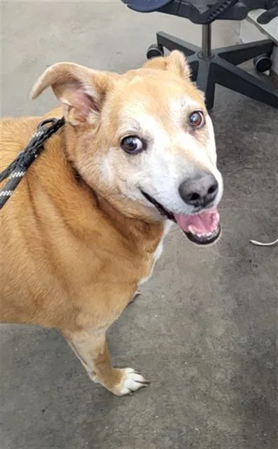 An adult large-sized male Rhodesian Ridgeback dog named Sony for adoption in Dallas, TX