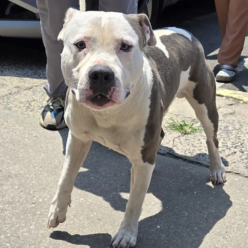 A baby medium-sized male Gray / Blue / Silver Pit Bull Terrier dog named Tofu for adoption in Newark, NJ