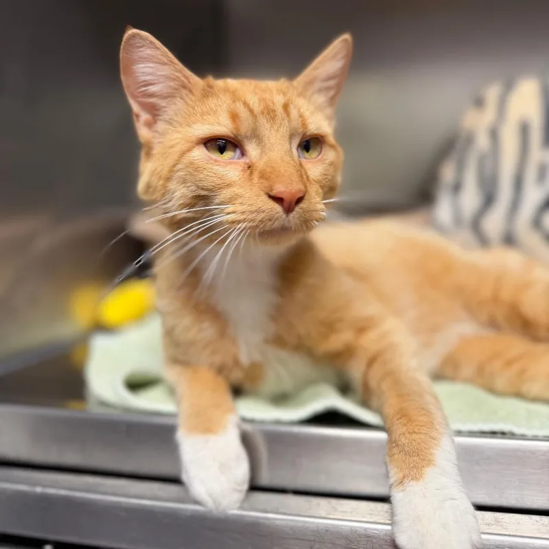 A young medium-sized male Orange / Red Domestic Long Hair cat named Charles for adoption in Edwardsville, IL