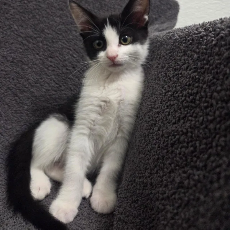 A baby small-sized female Black Domestic Short Hair cat named Madison for adoption in Brea, CA
