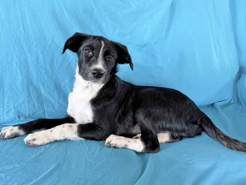 A baby medium-sized female Border Collie dog named Tilly for adoption in Manchester, CT