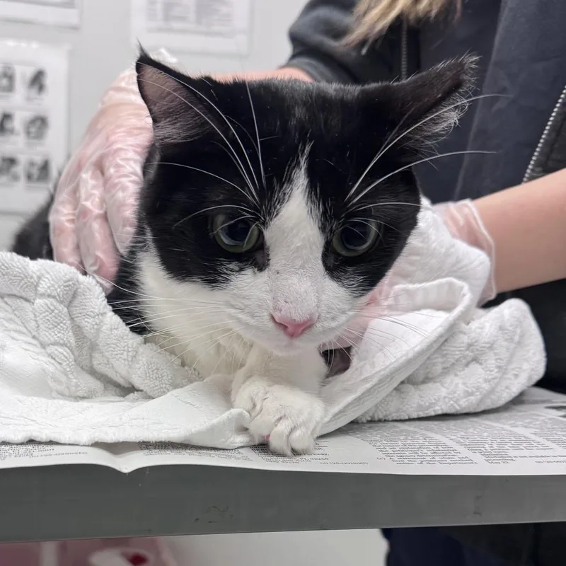An adult large-sized female Black Domestic Short Hair cat named Sophie for adoption in Jacksonville, FL