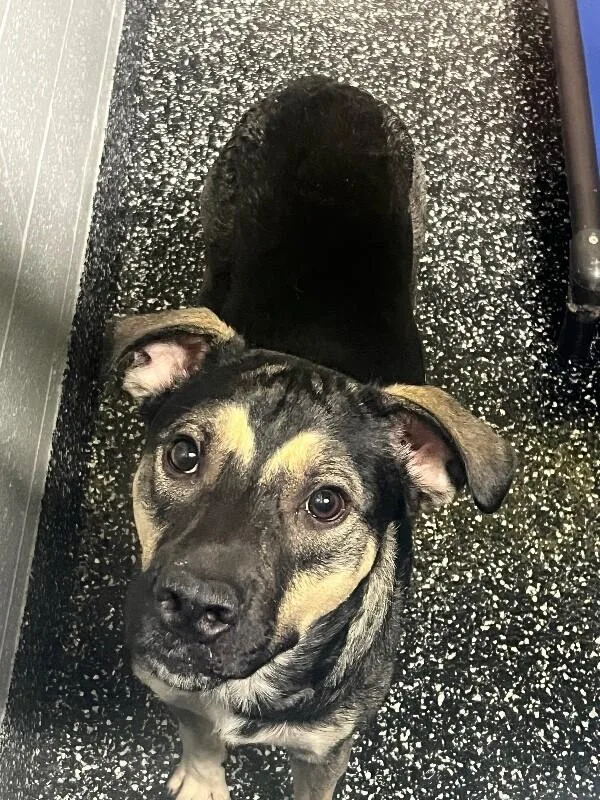An adult large-sized male Black German Shepherd Dog dog named Sergeant for adoption in Jackson, TN