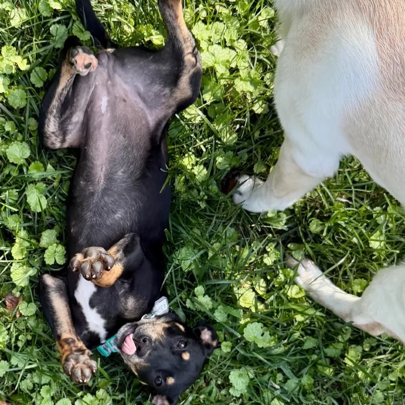 Peppercorn