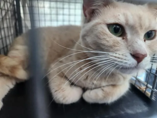 An adult large-sized female Domestic Short Hair cat named Sol for adoption in Fort Lauderdale, FL