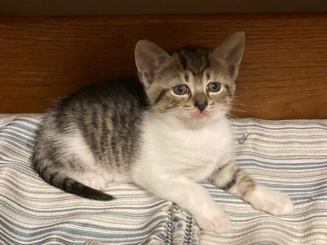 A baby medium-sized female Tabby (Buff / Tan / Fawn) Domestic Short Hair cat named Clover's Litter Of for adoption in Watkinsville, GA