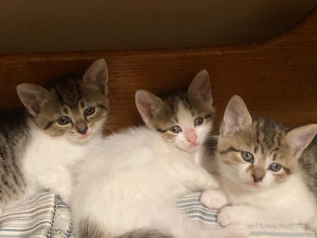Clover's Litter Of thumbnail 2