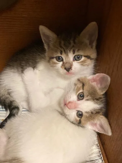 Clover's Litter Of thumbnail 3